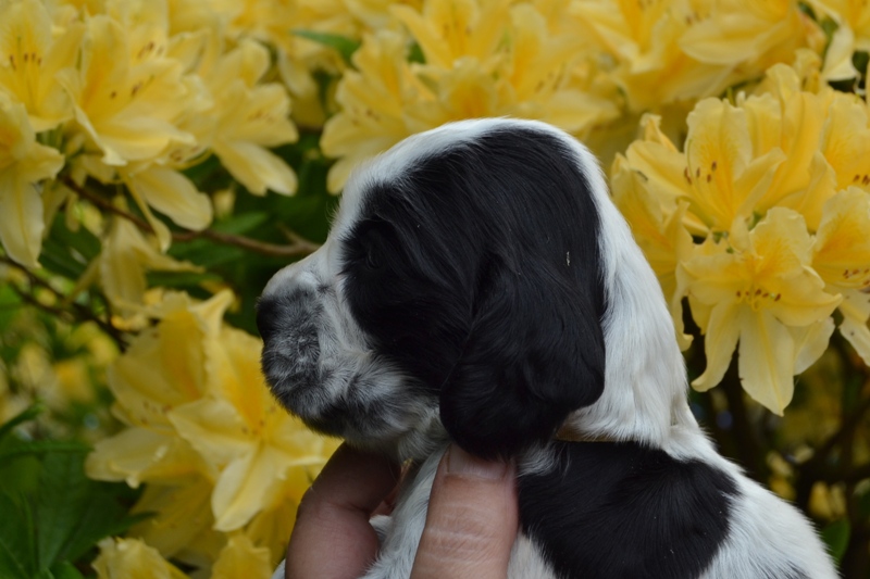 8b - fenka žlutá.JPG